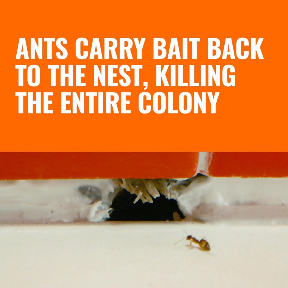 ants carry bait back to the nest, killing the entire colony